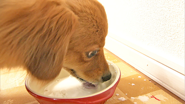 くぅ きょうのわんこ 写真3