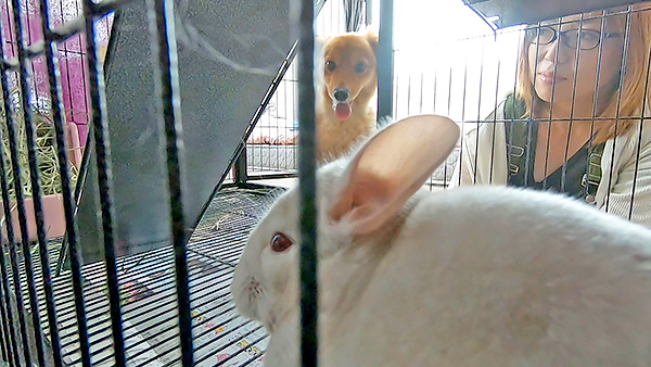 くぅ きょうのわんこ 写真7