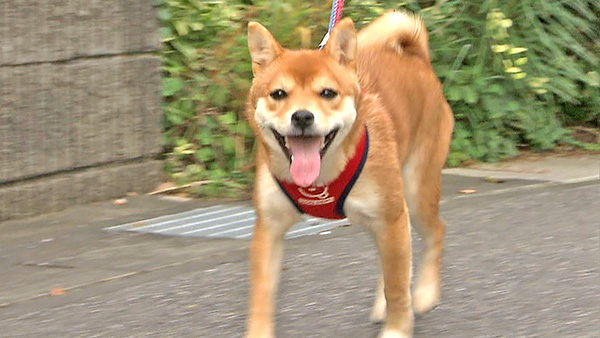 チャコ きょうのわんこ 写真2