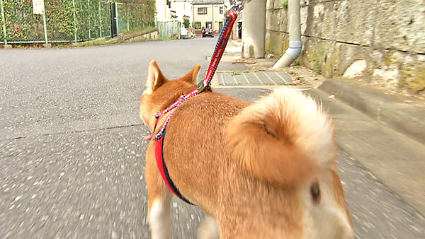 チャコ きょうのわんこ 写真3