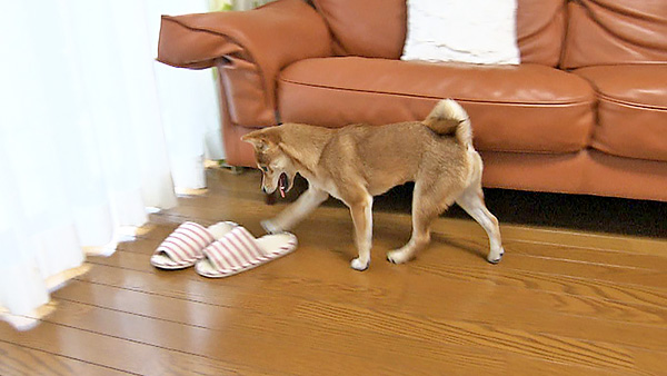 チャコ きょうのわんこ 写真4