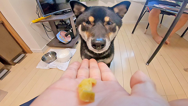 チョビ きょうのわんこ 写真4