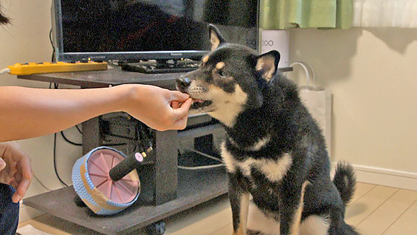 チョビ きょうのわんこ 写真5