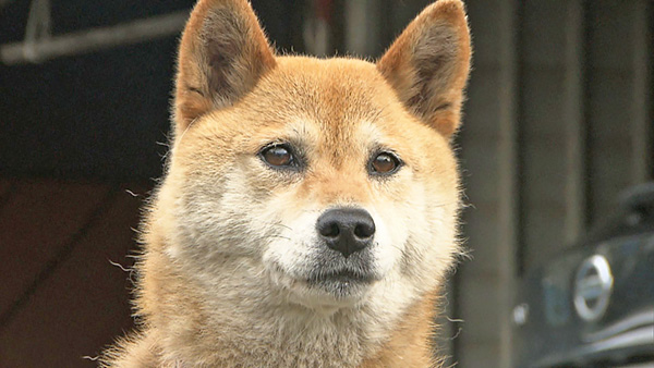 ロビン きょうのわんこ 写真1