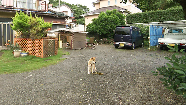 ロビン きょうのわんこ 写真2