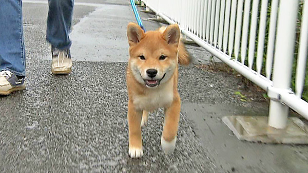 コロ きょうのわんこ 写真1