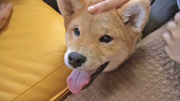 コロ きょうのわんこ 写真4
