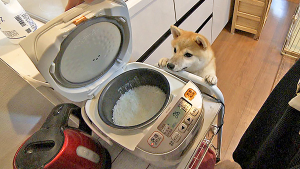 一 きょうのわんこ 写真4