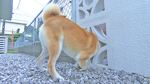 ハチ きょうのわんこ 写真4