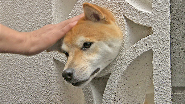 ハチ きょうのわんこ 写真7