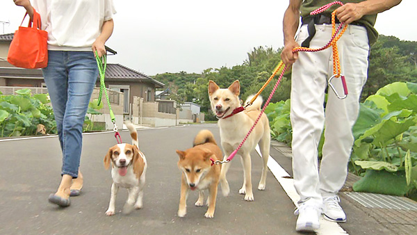 レア きょうのわんこ 写真2