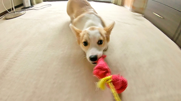 マルタロウ きょうのわんこ 写真2