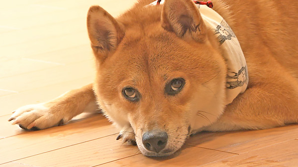 権蔵 きょうのわんこ 写真1