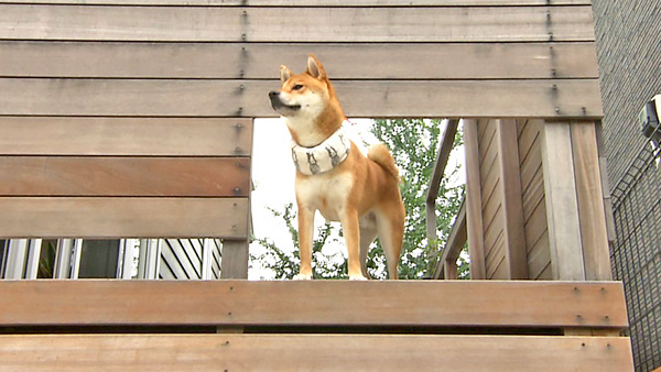 権蔵 きょうのわんこ 写真2