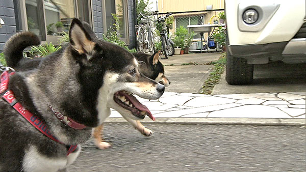 杏 きょうのわんこ 写真1