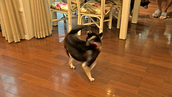 杏 きょうのわんこ 写真4