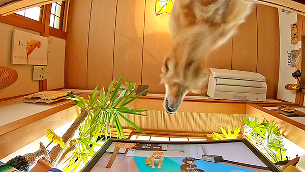 マイル きょうのわんこ 写真4