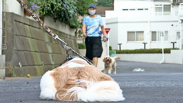 輝 きょうのわんこ 写真3