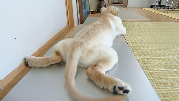 善 きょうのわんこ 写真4