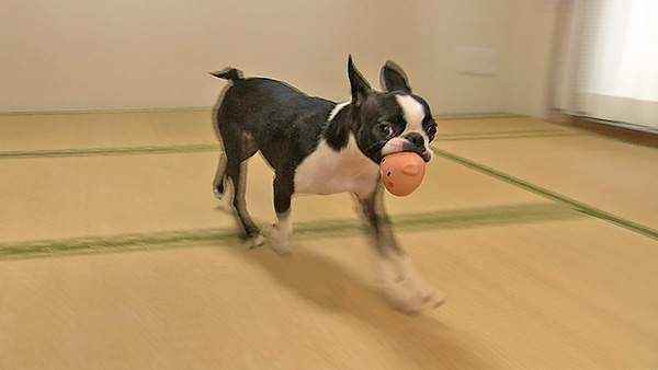 くぅ きょうのわんこ 写真2