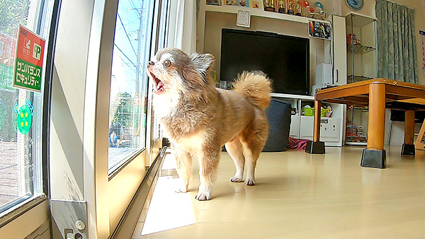 アル きょうのわんこ 写真2