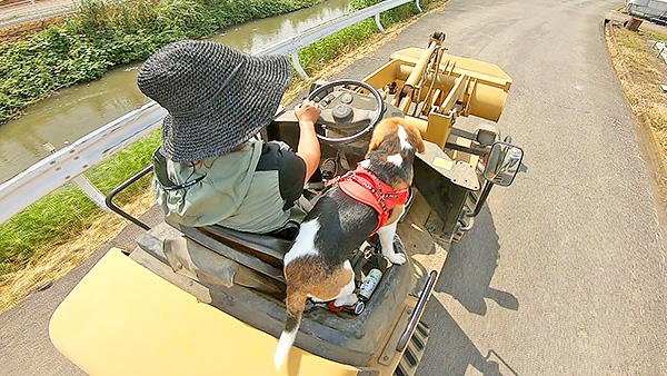 アル きょうのわんこ 写真4