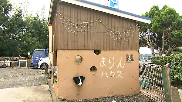 まりん きょうのわんこ 写真3