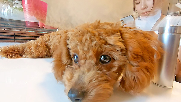 あむ きょうのわんこ 写真4