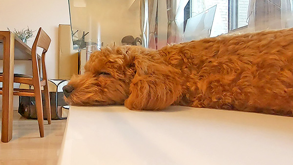 あむ きょうのわんこ 写真5