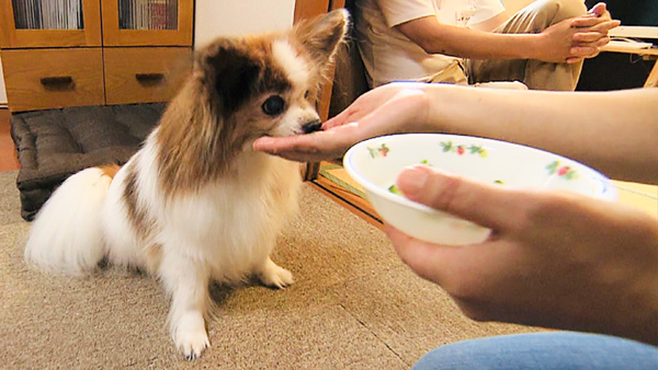 ピョル きょうのわんこ 写真5