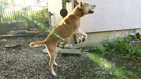 むさし きょうのわんこ 写真5