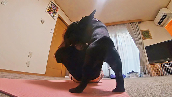 マイリー きょうのわんこ 写真5