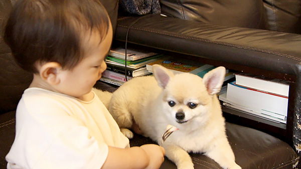 きなこ きょうのわんこ 写真6