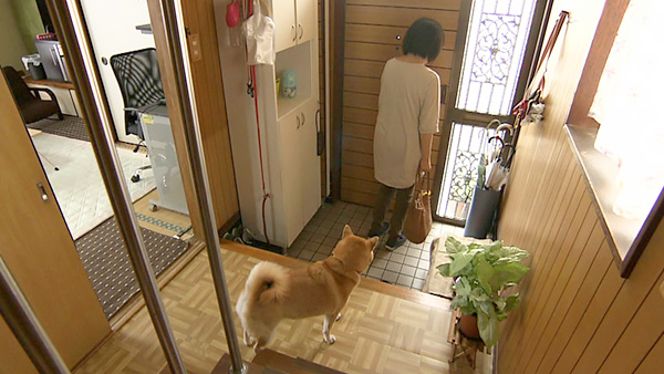 茶子 きょうのわんこ 写真4