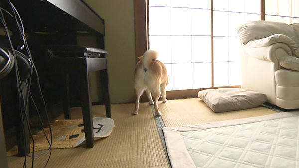 茶子 きょうのわんこ 写真5