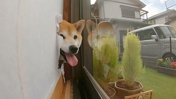 茶子 きょうのわんこ 写真6