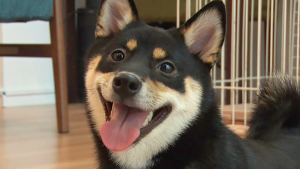まこ きょうのわんこ 写真1