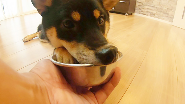まこ きょうのわんこ 写真6