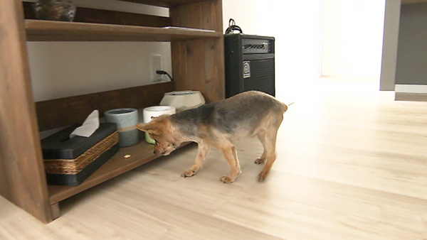 める きょうのわんこ 写真5