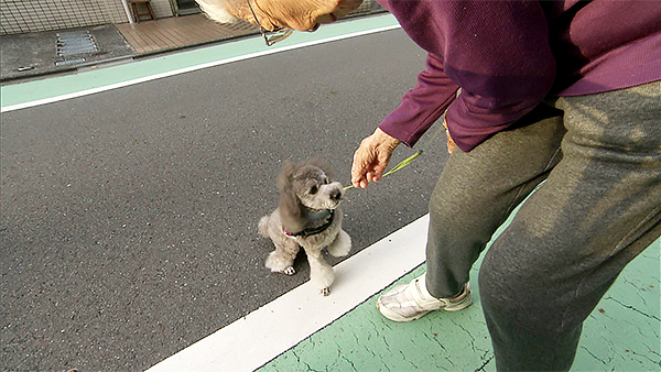 ポシェット きょうのわんこ 写真2