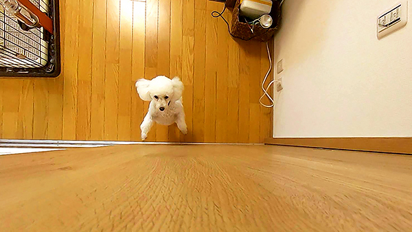杏奈 きょうのわんこ 写真4