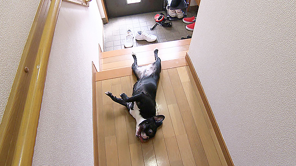 エルモ きょうのわんこ 写真2