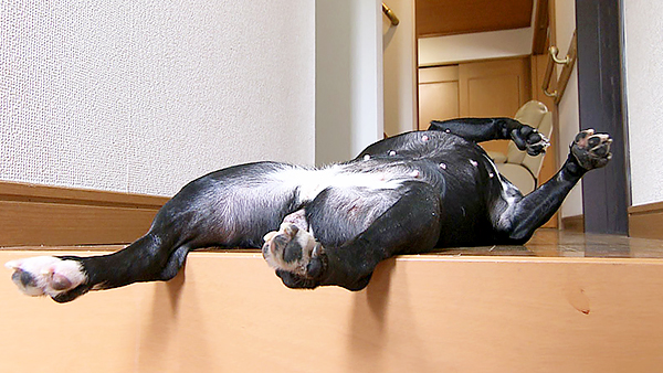 エルモ きょうのわんこ 写真3
