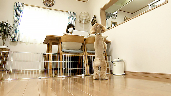 ネロ きょうのわんこ 写真3