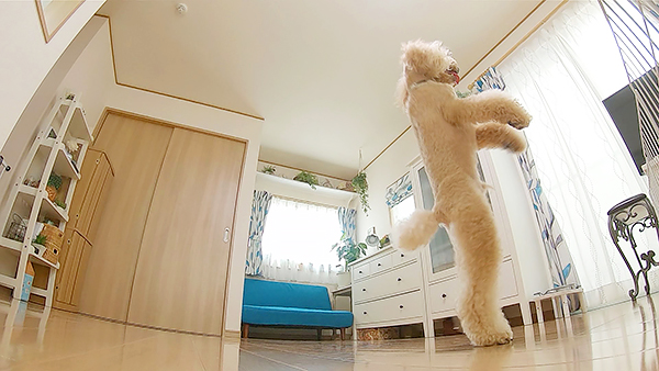 ネロ きょうのわんこ 写真4