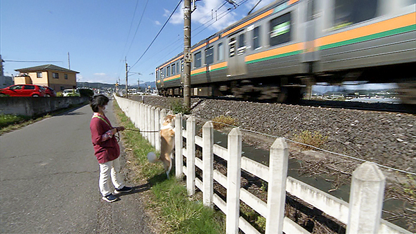 くるみ きょうのわんこ 写真4