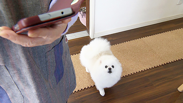 まぁる きょうのわんこ 写真6
