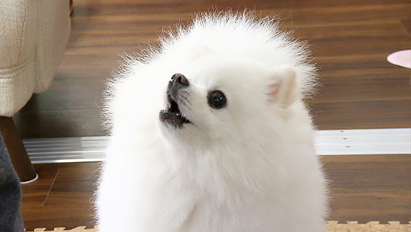まぁる きょうのわんこ 写真7