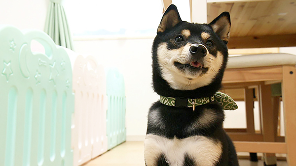 かぼちゃ きょうのわんこ 写真1