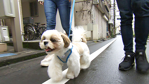 はんぺん きょうのわんこ 写真1